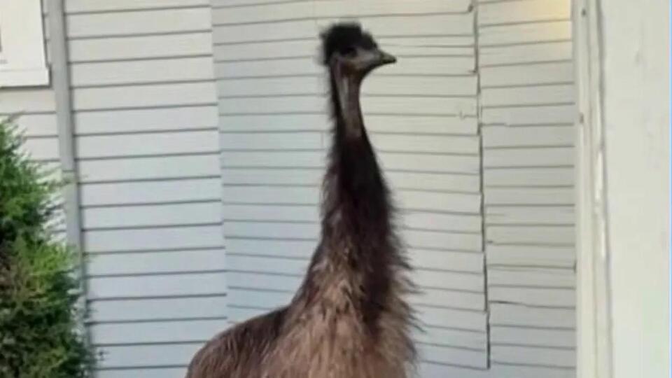 Pet emu runs loose in Santa Cruz before being corralled - NewsBreak