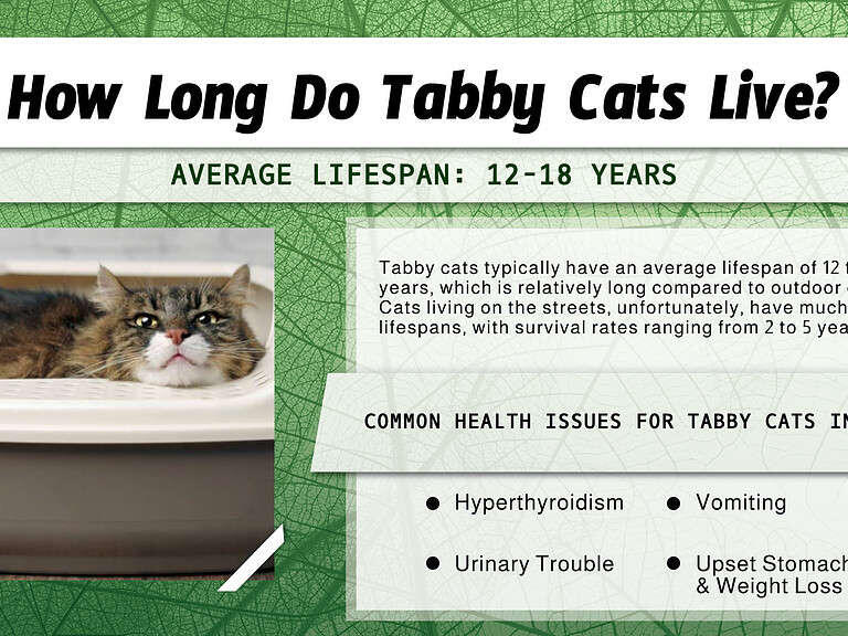 Tabby Cat Lifespan How Long Do Tabby Cats Live?