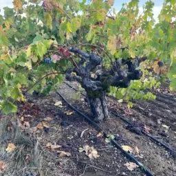 The Week in Zinfandel (8/24/26)