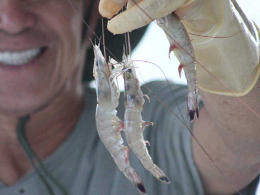 Dealers of foreign seafood could face new labeling, licensing rules