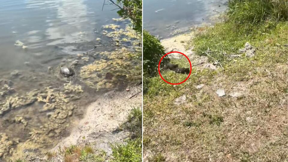 Florida Couple Thinks Their Rescue Is Over Until Movement Begins In The Nearby Bushes