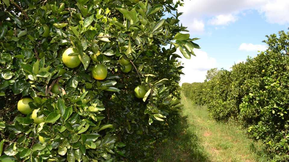 10 Positive Developments Keeping Florida Citrus on the Grow
