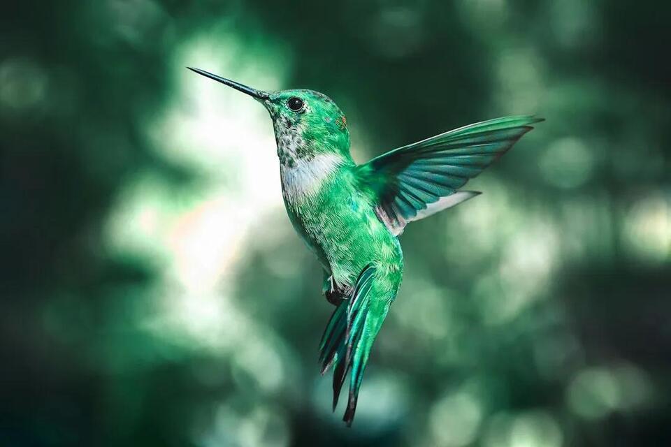 Hummingbirds in Washington State: 4 Species to Spot and How to Attract ...