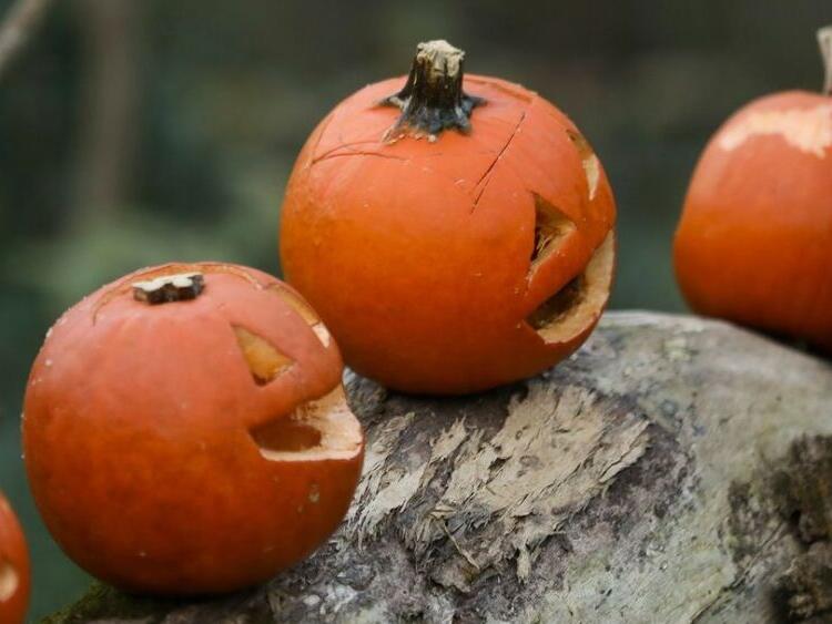 What to do with your pumpkins and fall yard waste in Lexington