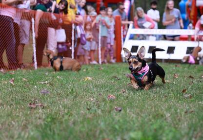 Doxie derby hot sale