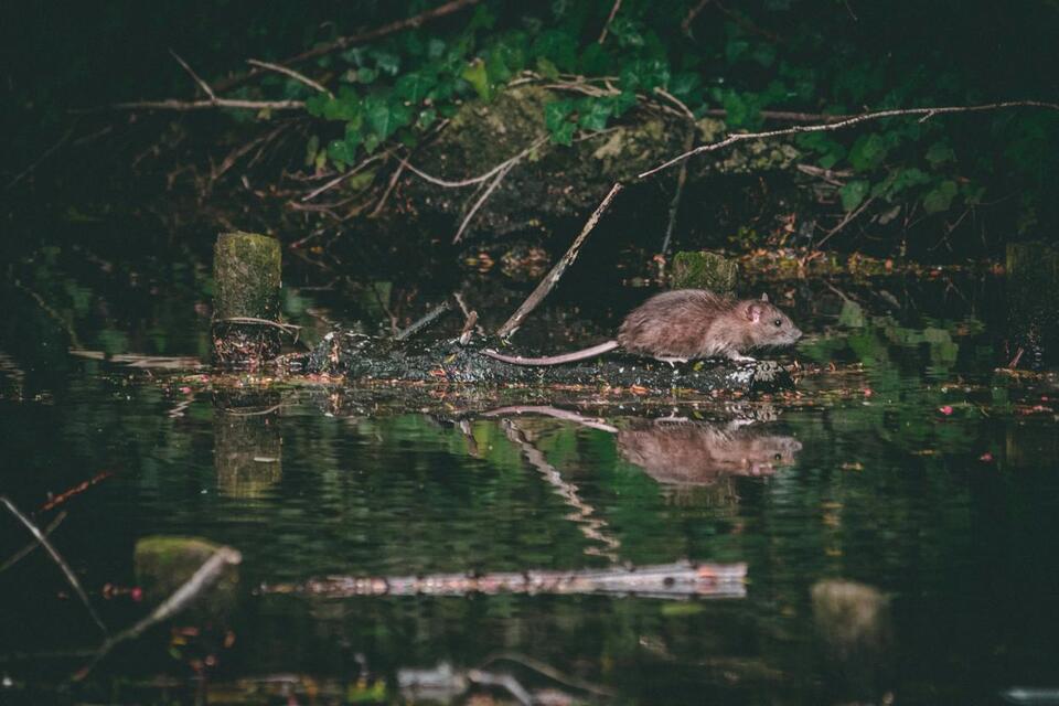 Is Washington Headed for a “Wet Rat Winter” This Year? - NewsBreak