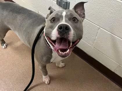 🐶 Friendly Boulder Dogs Ready Now for Adoption & New Homes - NewsBreak