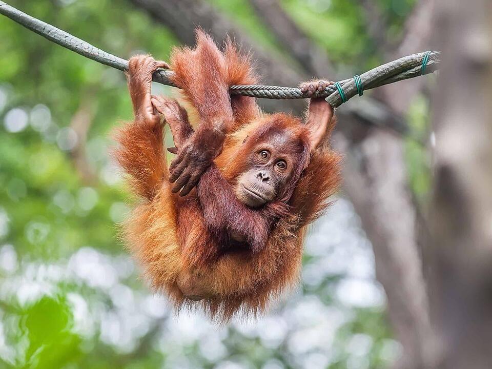 Are Orangutans Endangered and How Many Are Left in the World?