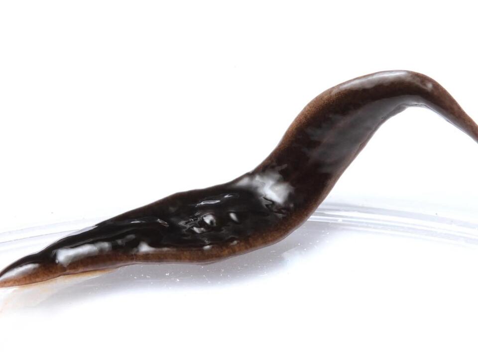 Mysterious new worm discovered in North Carolina. Here's what to do if