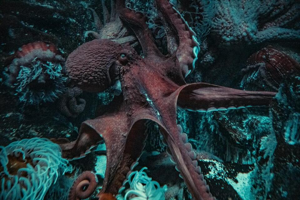 The Octopus That Can 'Taste' Light Through Its Own Skin - NewsBreak