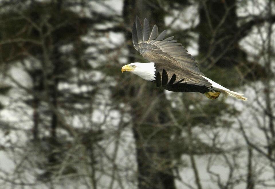 Winter Migration Makes Michigan Prime Bald Eagle Territory - NewsBreak