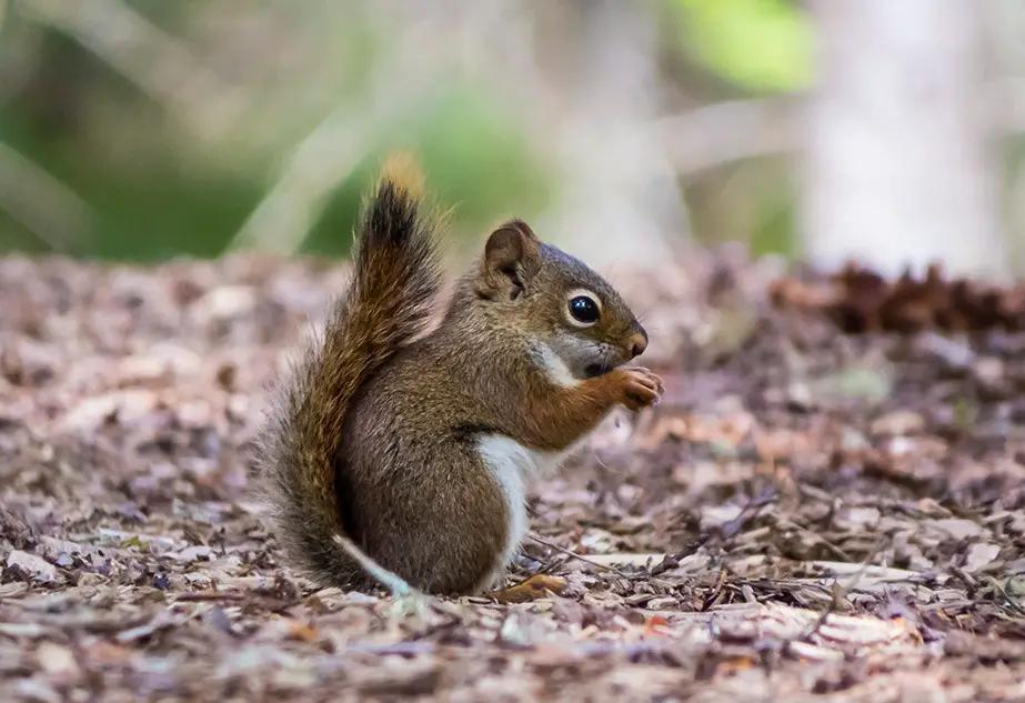 What Most New York Residents Don’t Realize About Squirrels in Their ...