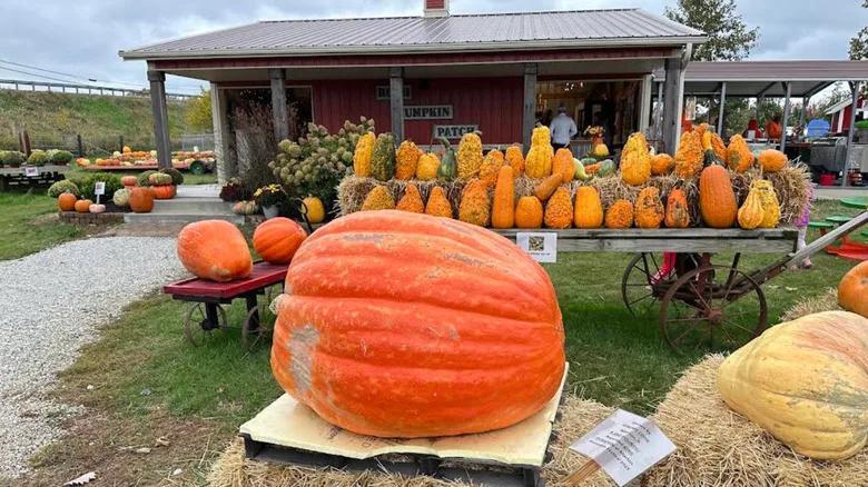 'The Pumpkin Capital Of The World' Is Illinois' Charming Village Suburb ...