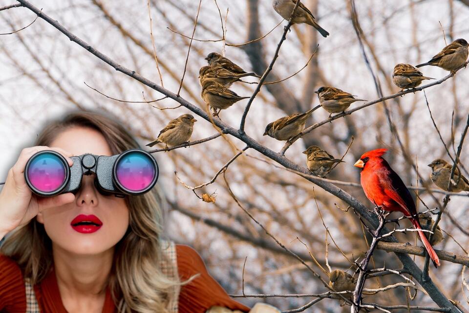 Help Bird Conservation: Join the Great Backyard Bird Count - NewsBreak