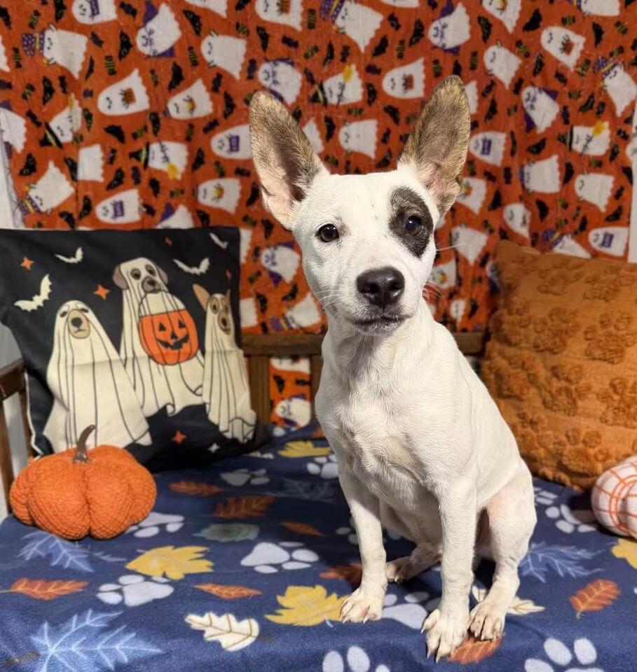 🐶 Opelousas Dogs Ready for Adoption at St. Landry Parish - NewsBreak