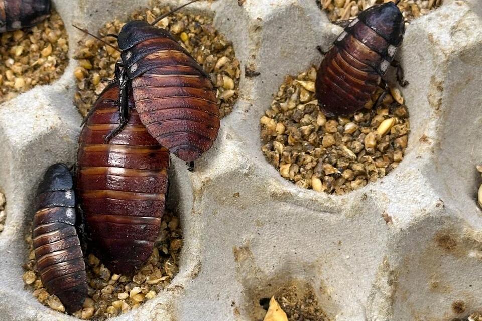Australian police seize 100,000 live cockroaches in largest-ever bust