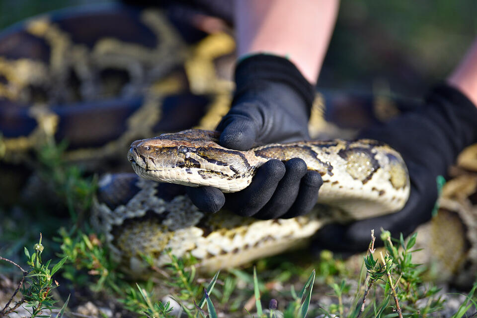 15 Invasive Species That Are Reshaping Ecosystems Around the World ...