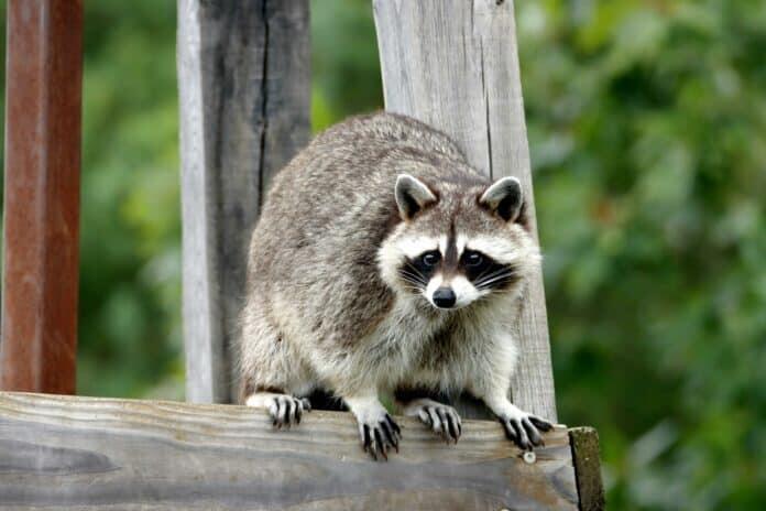 Rabies Alert: DOH-Hernando Urges Caution After Raccoon Tests Positive ...