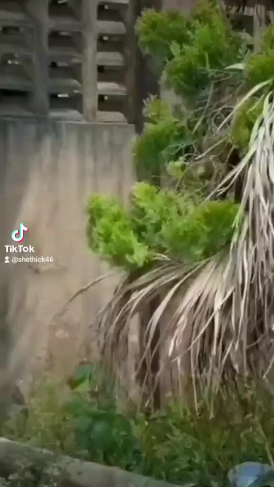 #shortvideo  - NewsBreak
