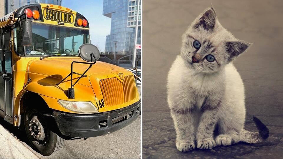School Bus Driver Fired for Letting Student Rescue Injured Kitten ...