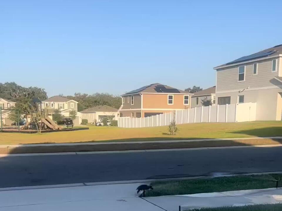 Turtle thought he was flying for a second! Funny Turtle Florida 