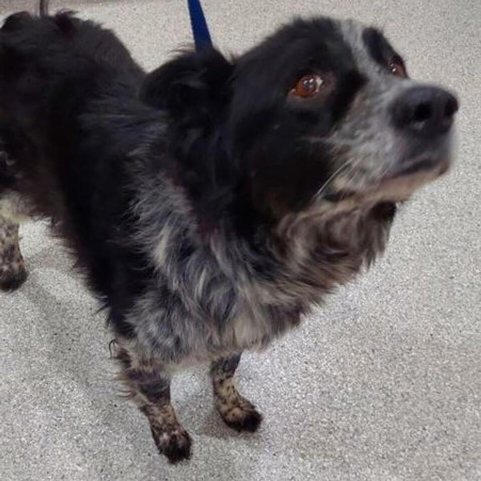friendly-dogs-in-lake-havasu-city-ready-to-be-adopted-newsbreak