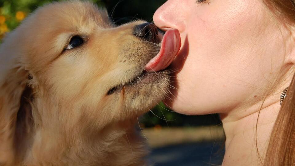 1 in 6 Dogs May Carry a Parasite Usually Found in Human Mouths