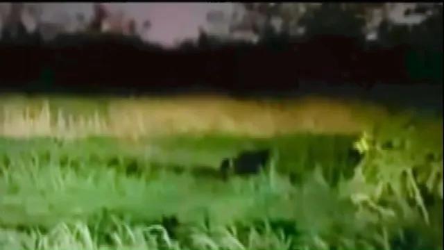 Viral video of 'black panther' in Midland sparks debate despite expert ...
