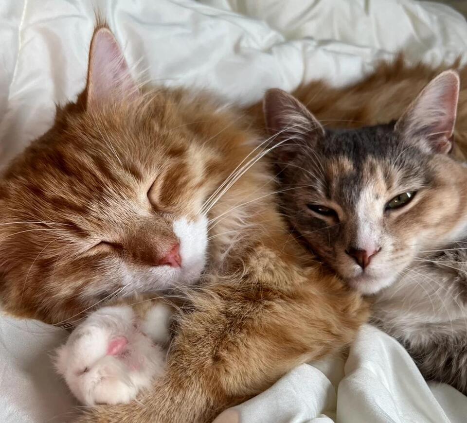 Colorado’s Favorite Cat Event Expands North to Loveland - NewsBreak