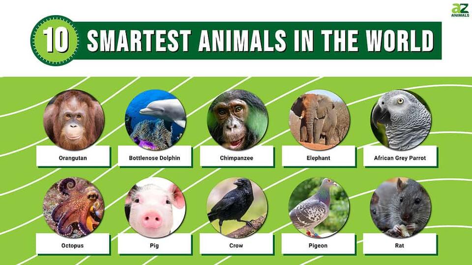 The 10 Smartest Animals in the World – Updated 2024 Rankings - NewsBreak