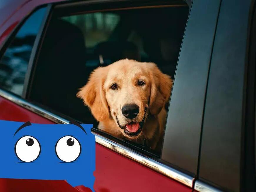 Is it Illegal to Leave Your Dog Alone in the Car in South Dakota?
