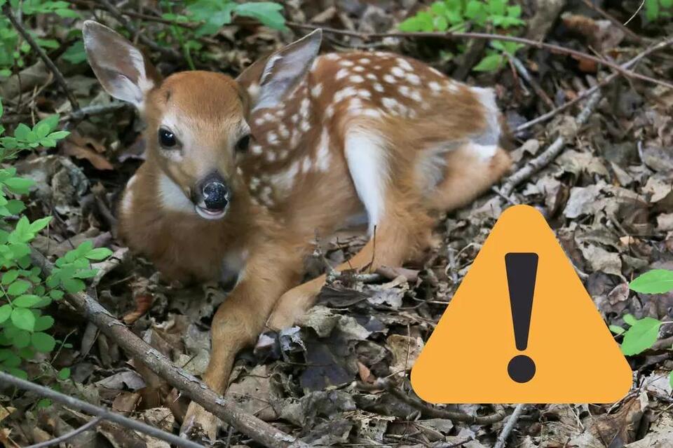 Why You Should Never Approach A Seemingly Abandoned Fawn In NJ NewsBreak