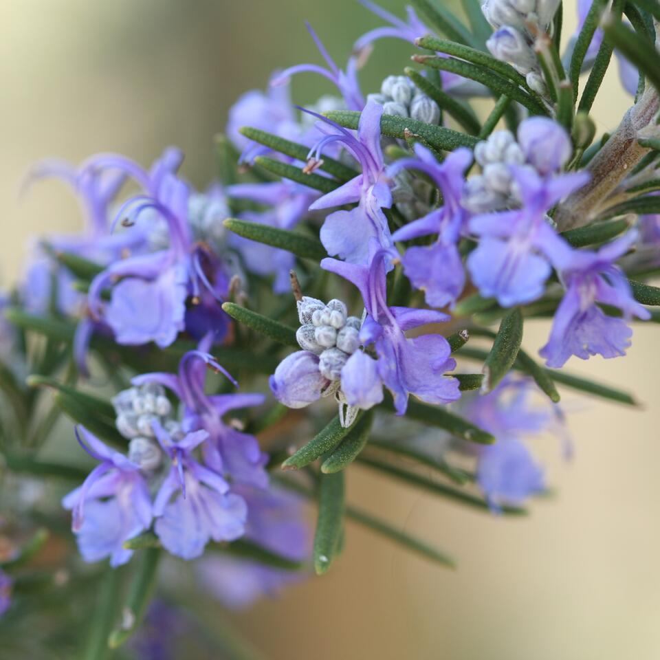 Garden Designers Say This Fragrant Favorite Is The Next 'It' Plant – So I'm Making It The Star Of My Garden
