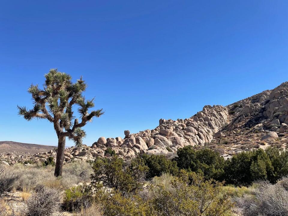 Hiking With T: Black Lava Butte Trail Is a Gorgeous Gem Within the Sand ...
