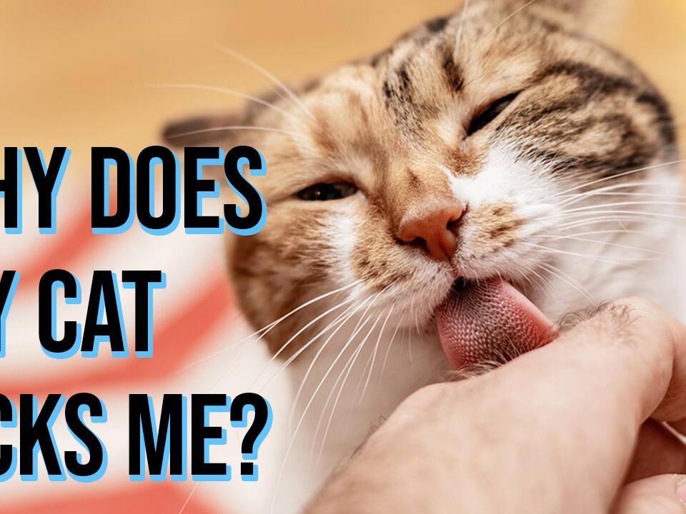 This Video Shows Why Cats Lick Their Owners All Cats NewsBreak Original