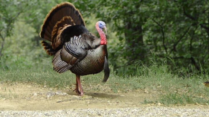 Where to Spot Wild Turkeys Roaming Freely - NewsBreak