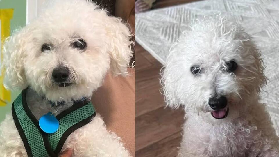 Tiny Bill is a 10lb senior Bichon Frise and miniature poodle mix looking for love today