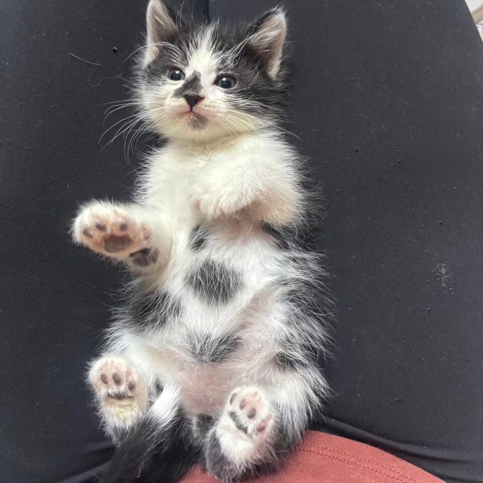 🐱 Playful & Sweet Cats Ready for Adoption in Columbia, MO - NewsBreak