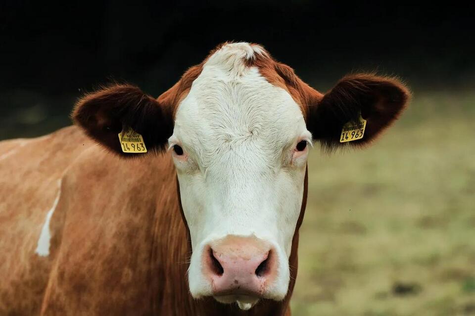 Livestock Biosecurity Requirements in Delaware Every Producer Should Know