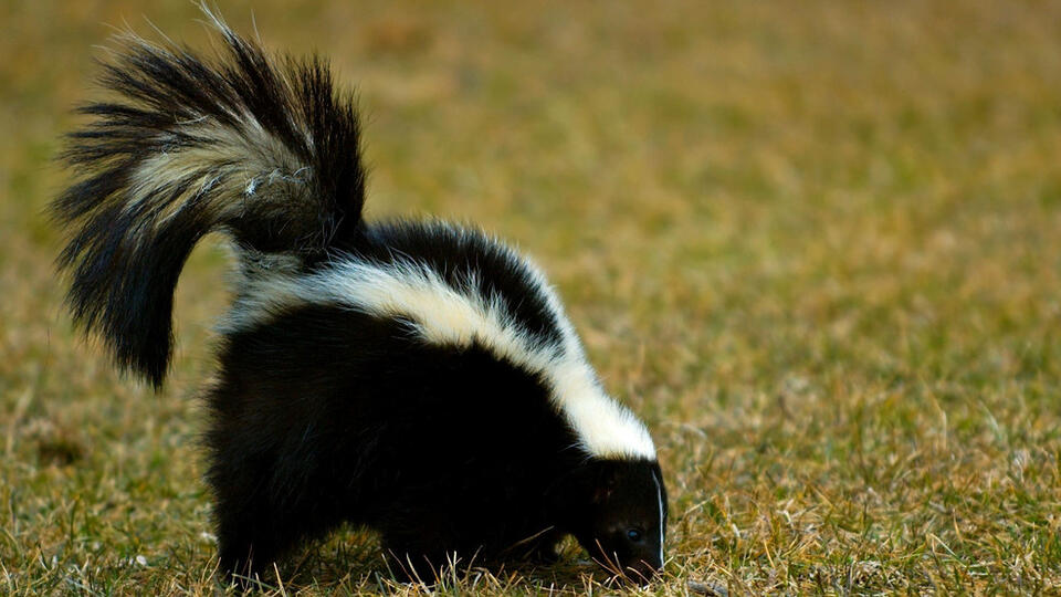 Rabid cat, bat, raccoons and skunks reported in these 4 Virginia ...