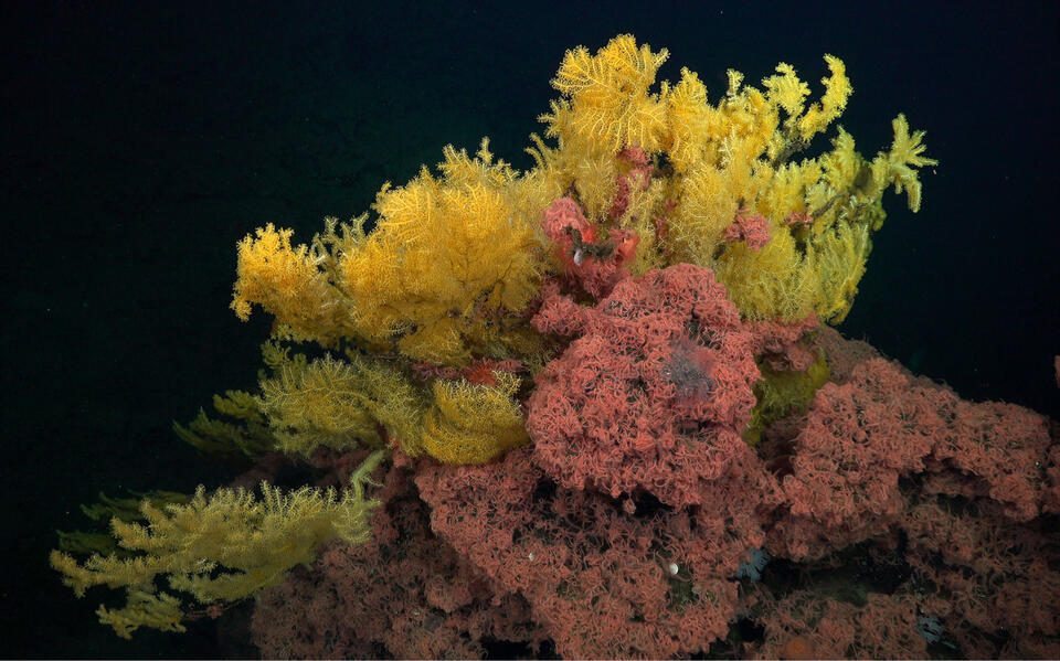 Mysterious “Golden Tree” Coral Discovered in Costa Rica’s Deep Pacific ...