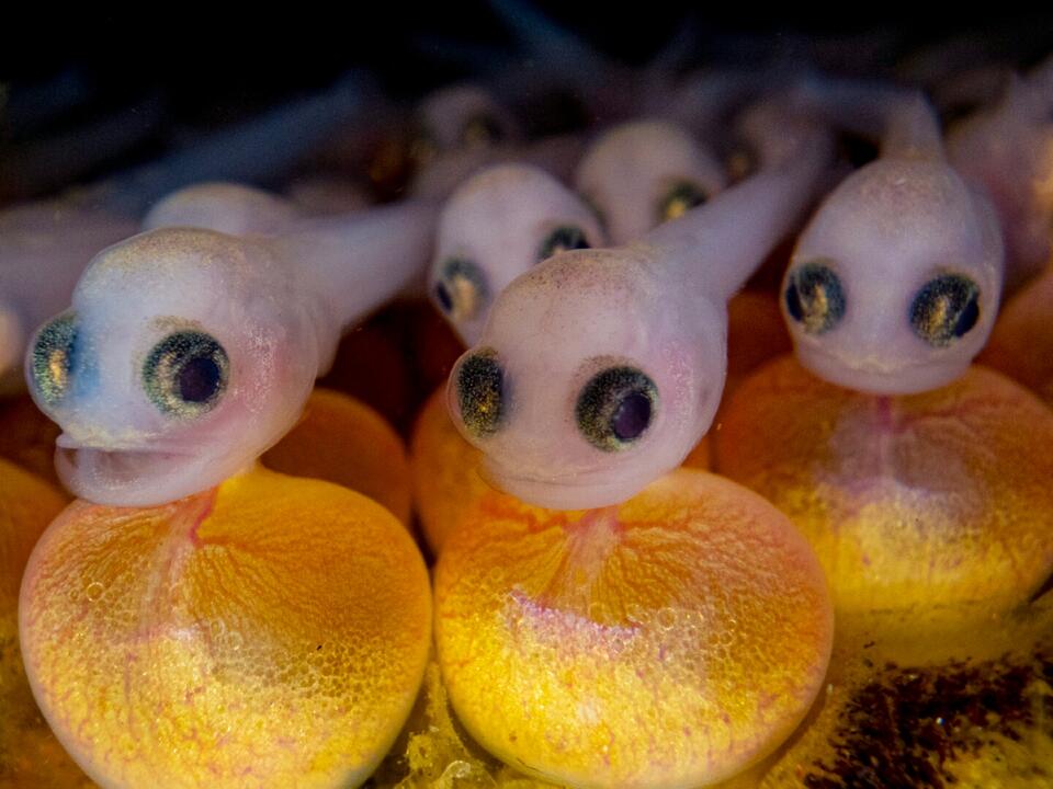Ocean Photographer of the Year 2024: See stunning photos of hungry ...