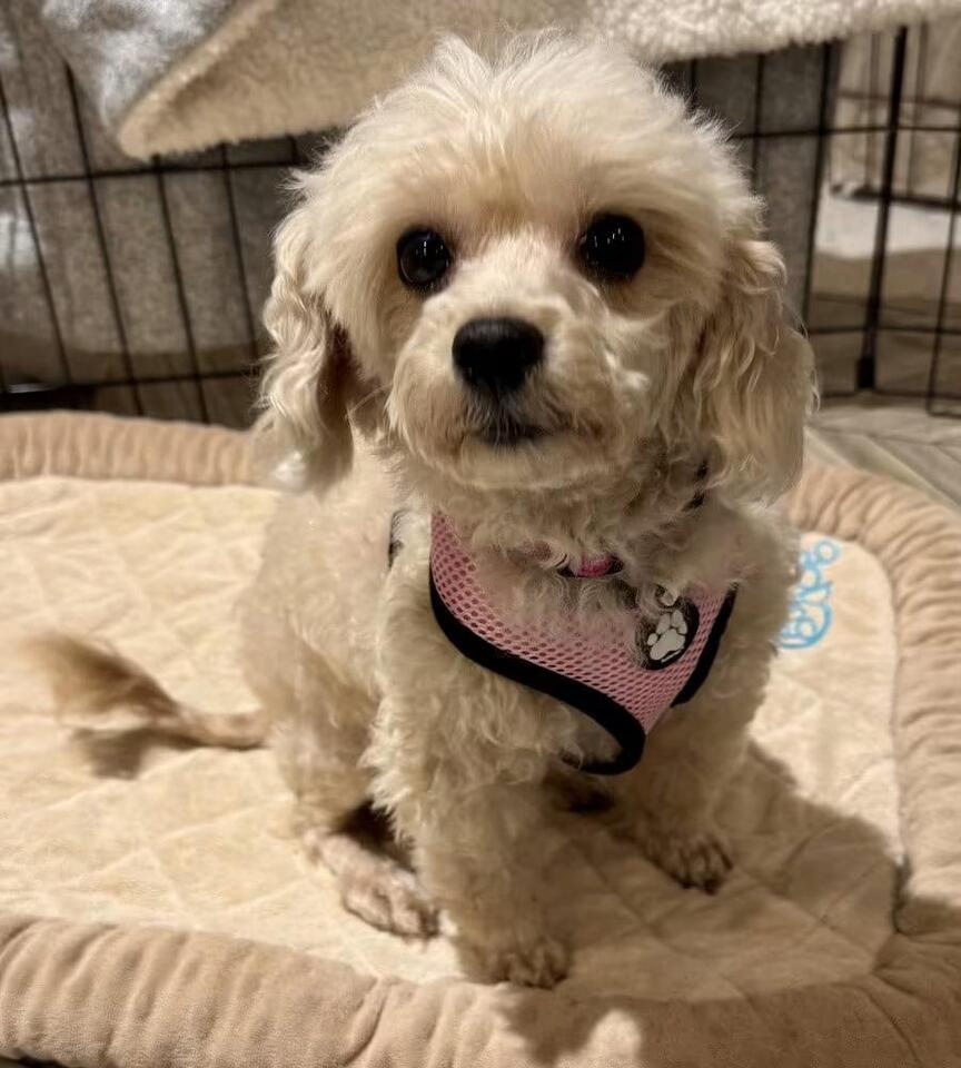 🐶 Playful Small-Breed Dogs Ready for Adoption in Mundelein - NewsBreak