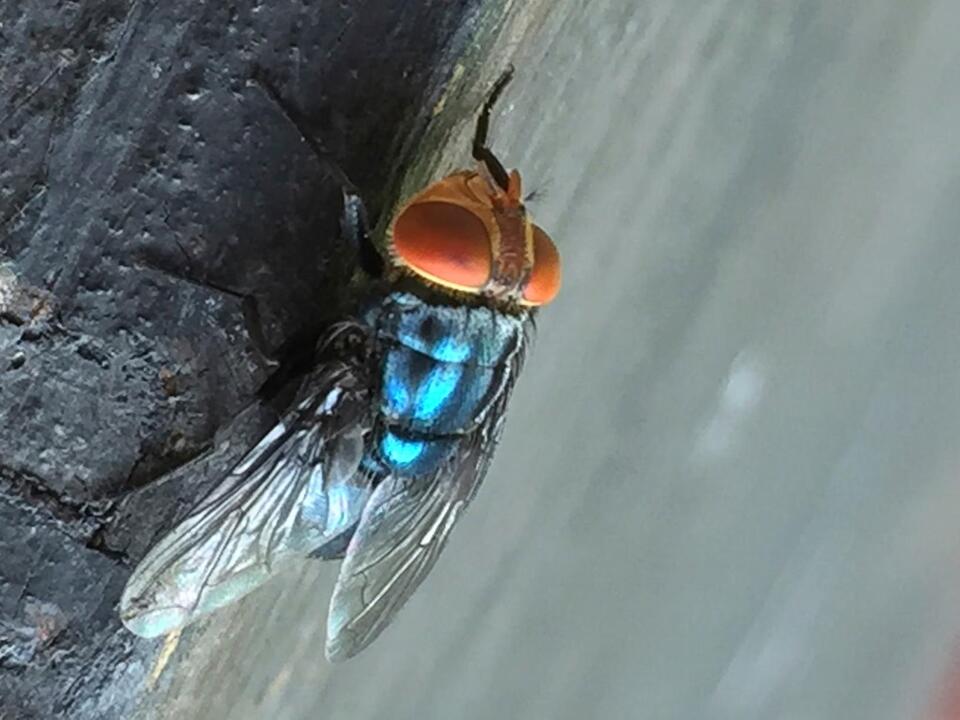 Nightmare parasite that eats living flesh detected in Texas after disappearing for decades