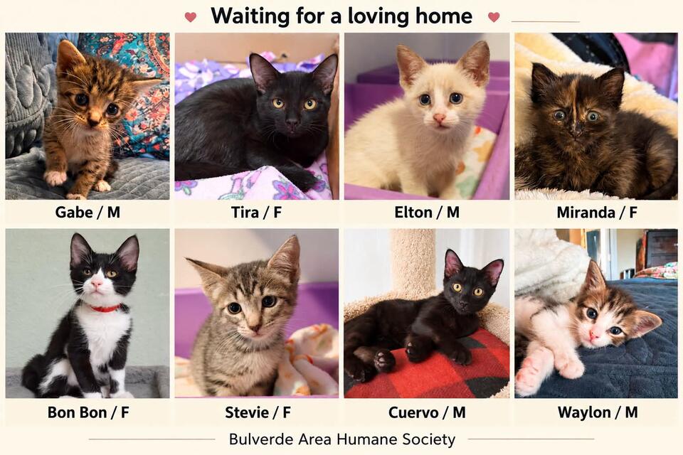 Bulverde Humane Society Seeking Cat Adopters - NewsBreak