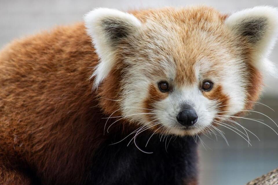 Zoo Atlanta welcomes new red panda as Rose prepares for next chapter ...