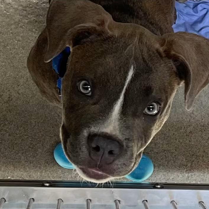 🐶 Playful, Gentle & Loyal Dogs Ready for Adoption in Baltimore - NewsBreak
