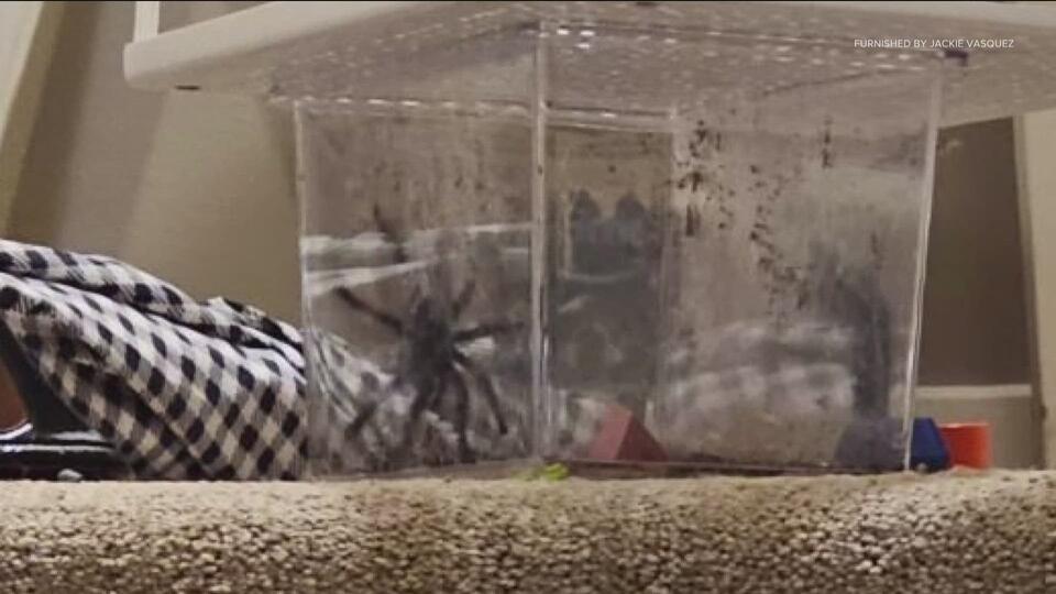 Edina woman convicted of assault in 'tarantula tosser' case - NewsBreak