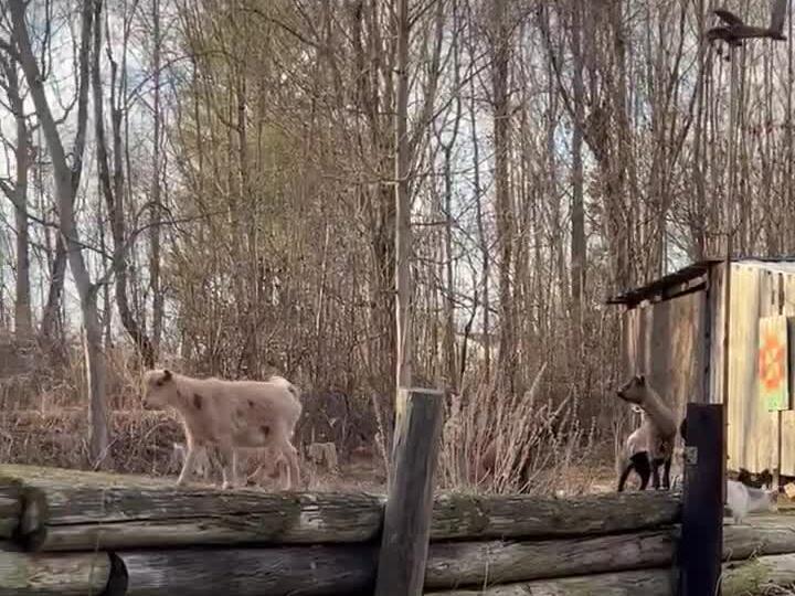 ADORABLE baby goat falls off wall and the others follow!