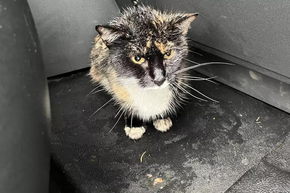 Grumpy Cat Should be Smiling After Rescued from Side of I-5 in WA ...